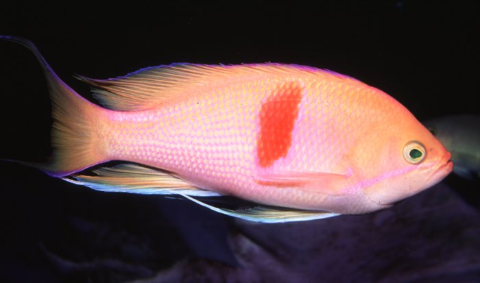 Pseudanthias rubrizonatus